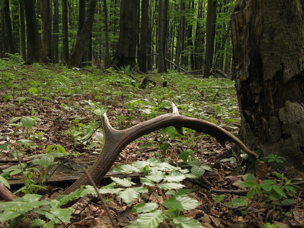 Spacerując po lesie wiosną, można natknąć się na zrzucone przez jelenie rogi