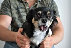 Warszawa. Wraca zagrożenie wścieklizną