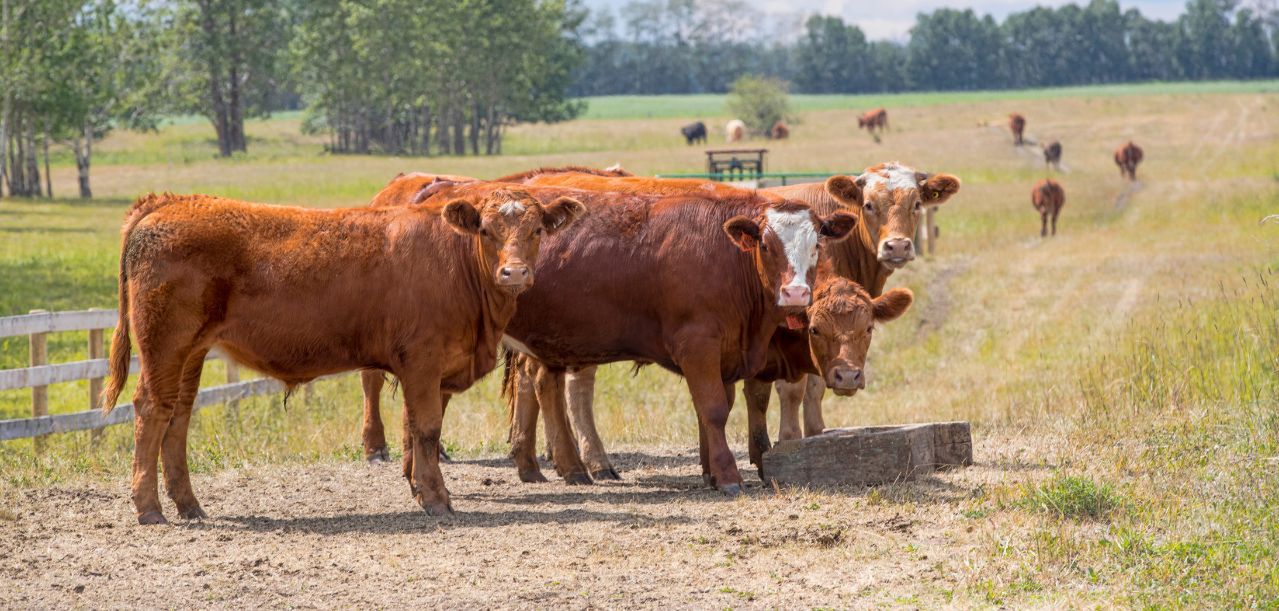 Aktualne ceny bydła wołowego — jakie są stawki w skupach?