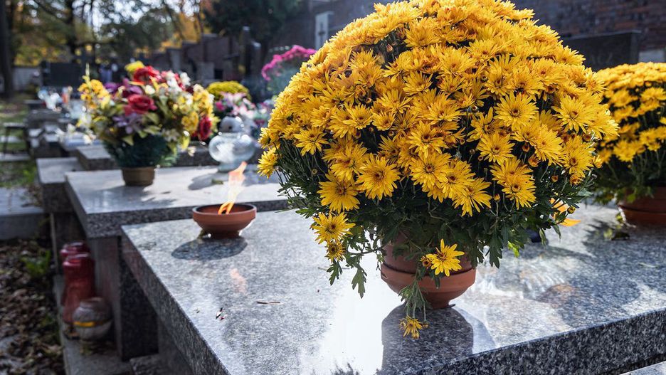 Chryzantemy królują na polskich cmentarzach