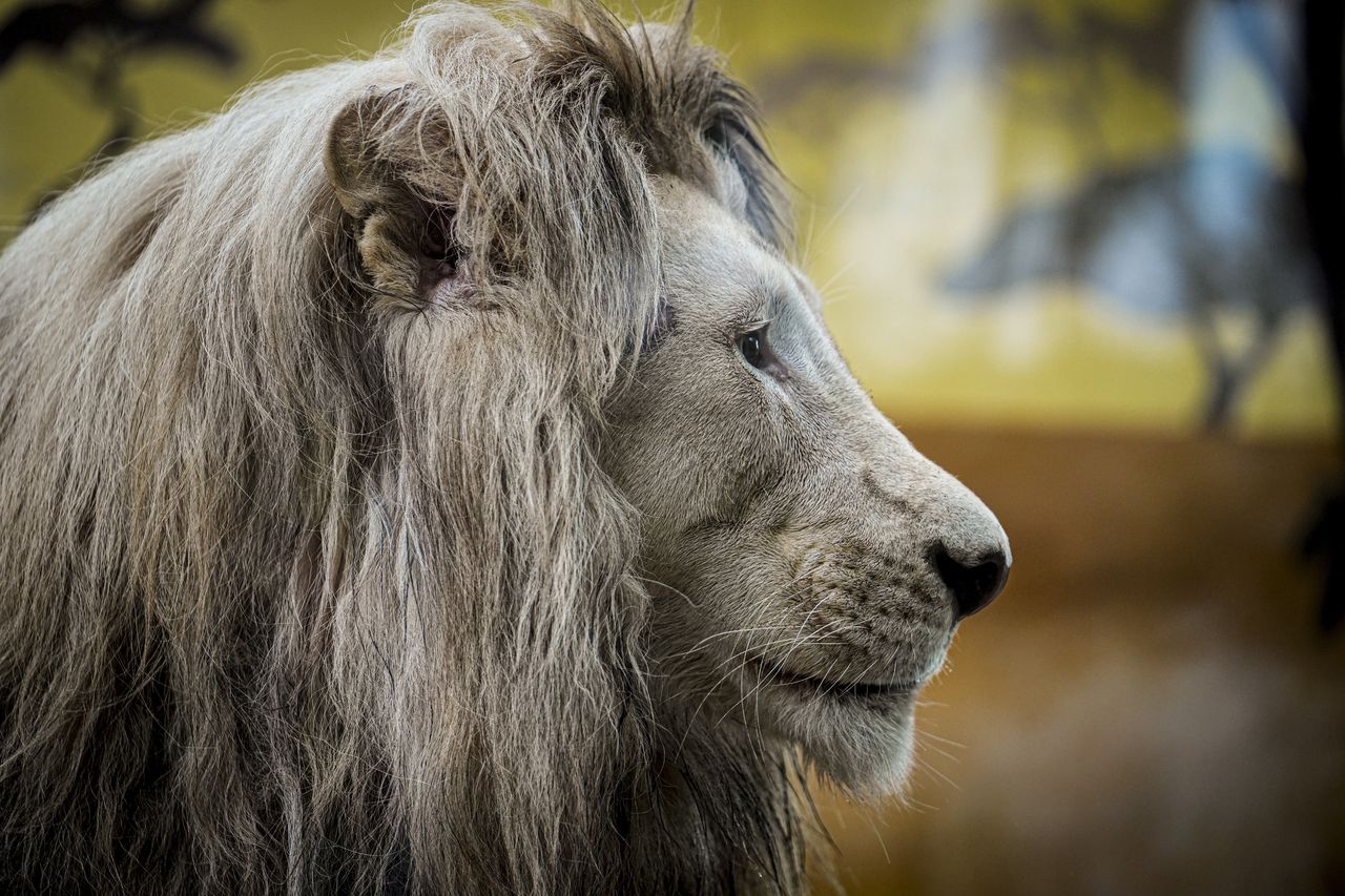 Przeżył atak lwa. Ocalenie zawdzięczał swojej społeczności