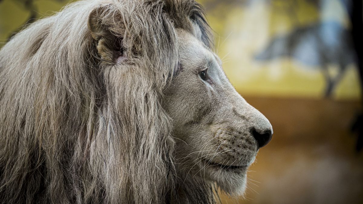 ISTANBUL, TURKIYE - AUGUST 02: Lions are seen in Lion Park, where 13 lions live in Tuzla district of Istanbul, Turkiye on August 02, 2025. At Lion Park in Tuzla, where efforts are underway to ensure the continuation of the bloodline of the lions born there are cared for with great attention to ensure they live long and comfortable lives. The 13 lions of various species at the facility are monitored 24/7 via cameras in glass enclosures and are fed every other day with either red or white meat. (Photo by Beyza Comert/Anadolu via Getty Images)
