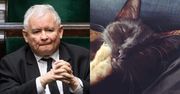 Krzysztof Zalewski ostro o forsowaniu majowych wyborów. Wyzwał do walki... KOTA Jarosława Kaczyńskiego: "Mój kot WP***DOLI pana kotu!"