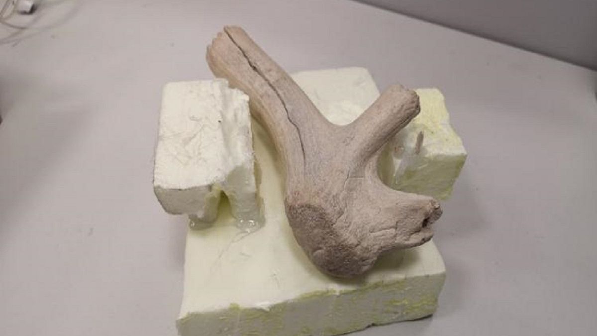 Narzędzie sprzed 27 tysięcy lat przebadane tomografiem