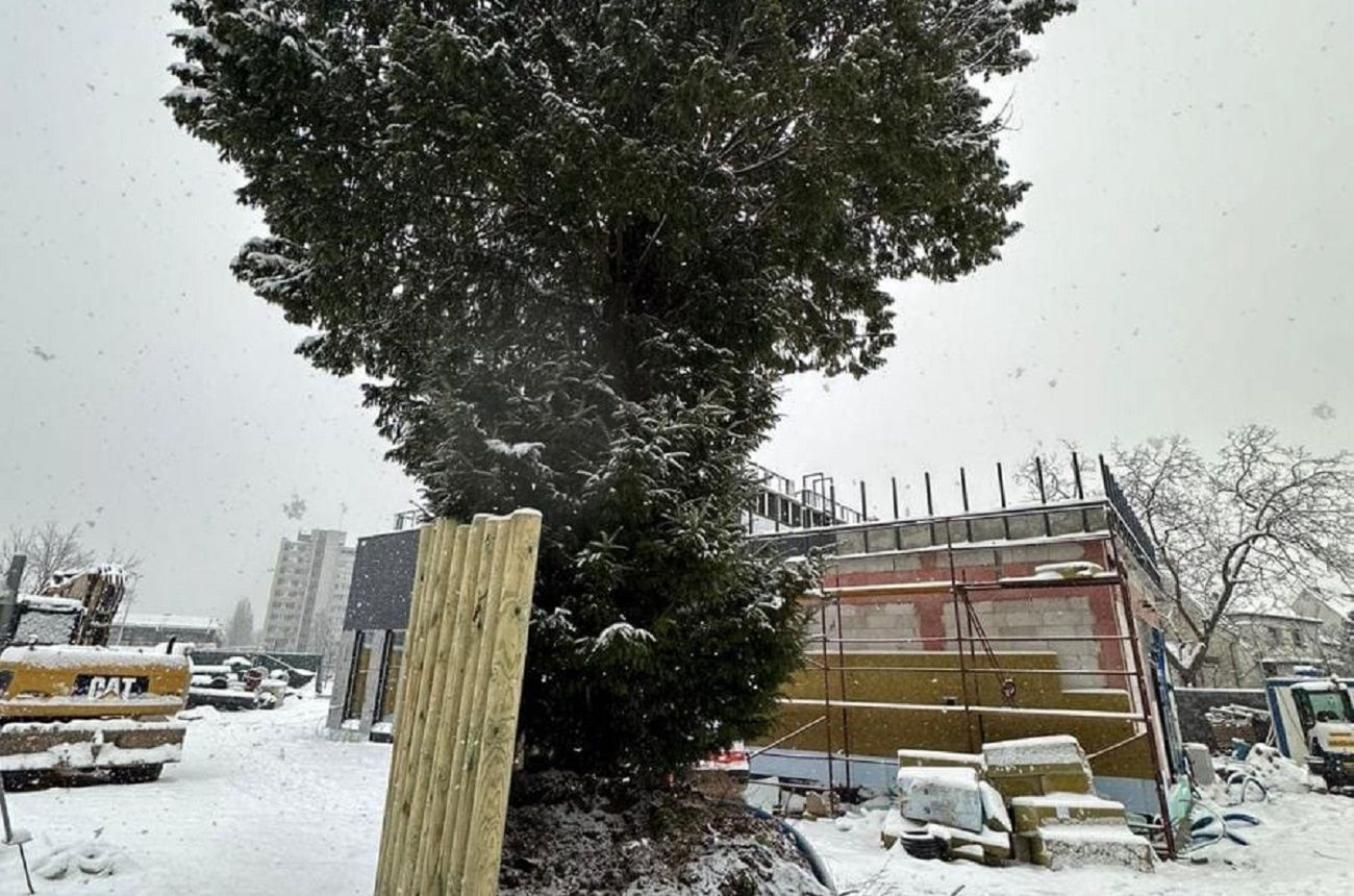 Mieszkańcy walczą o drzewo w Opolu. Wszystko przez budowę lokalu KFC