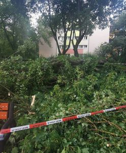 Burza na Ochocie. Połamane drzewo uszkodziło samochody