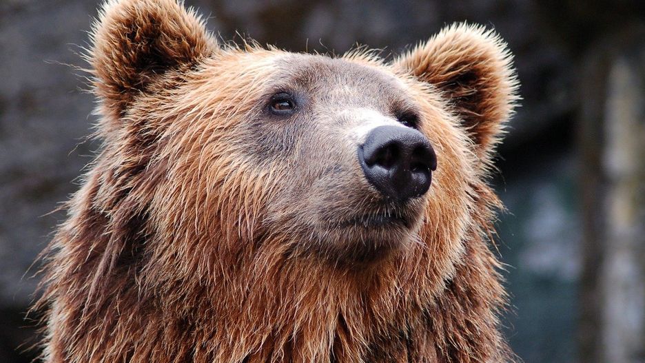 Tragedia w Tatrach na Słowacji. Niedźwiedź zagryzł mężczyznę 