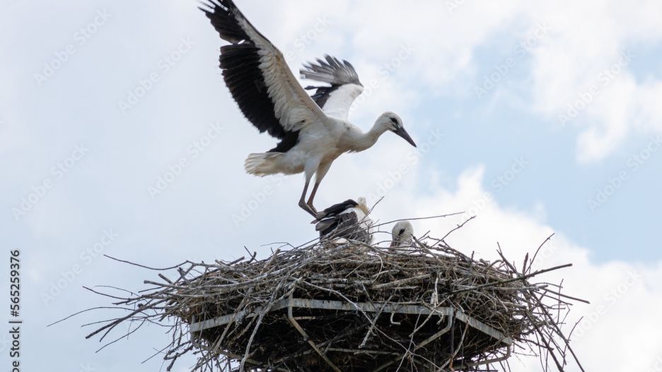 Niecodzienna sytuacja