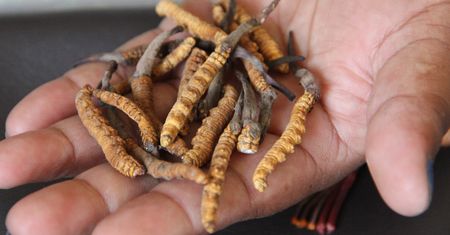 To najdroższe grzyby świata. Kilogram kosztuje nawet 260 tys. zł, ale mało kto odważy się zbierać