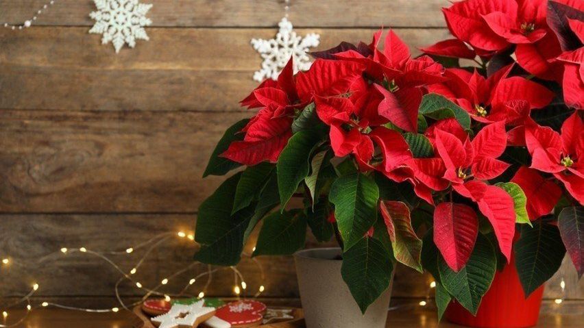 Czym, oprócz choinki, udekorować dom? Zobacz na zdjęciach TOP 10 najpiękniejszych roślin bożonarodzeniowych.