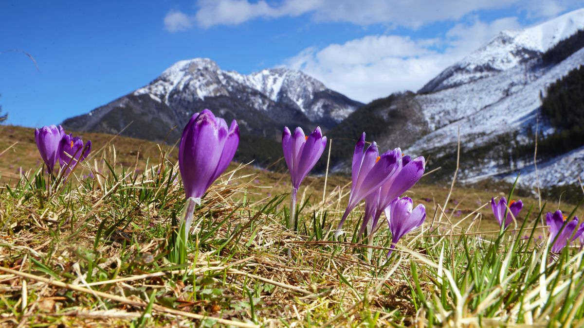 Krokusy w Dolinie Chochołowskiej; zdj. archiwalne