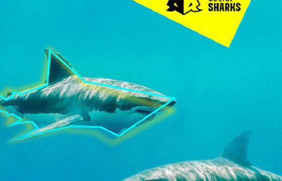 Social Sharks nowa agencja social media