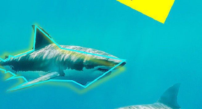 Social Sharks nowa agencja social media