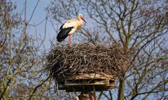 Bociany 2023. Pierwsze ptaki wróciły do Polski