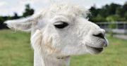 Alpaka Geronimo z Anglii uśpiona. Batalia sądowa zakończona