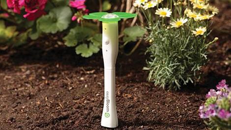 Jakie kwiatki posadzić i gdzie? 1