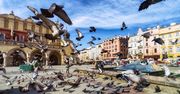 Atrakcja i zmora miasta. "Mieszkańcy sygnalizują coraz poważniejsze trudności"