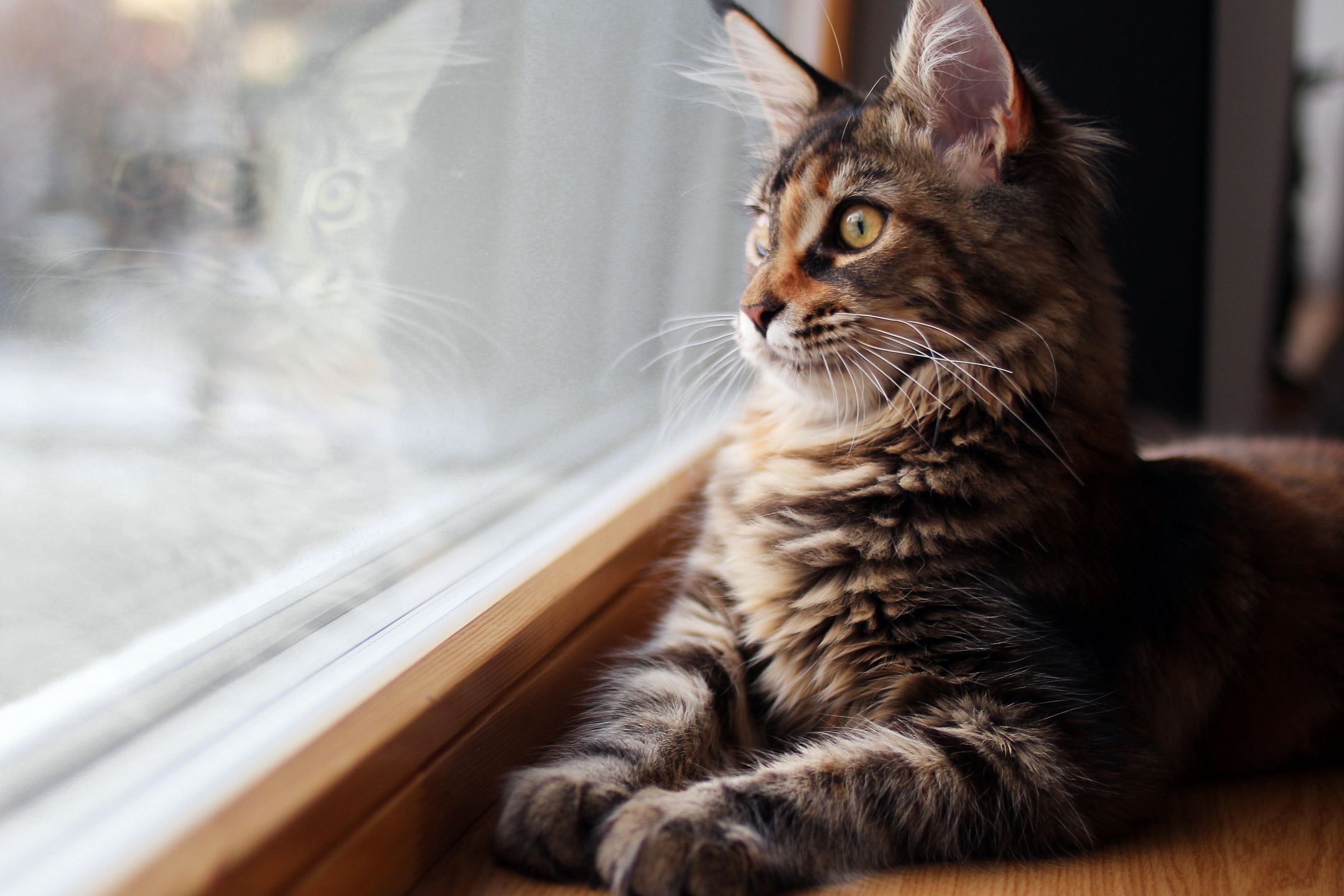 cat, indoor, window, maine coon, baby, portrait, animal, pet, kitten, cute, feline, domestic, fur, tabby, kitty, pets, eyes, mammal, animals, domestic cat, young, looking, beautiful, adorable, background, bokeh, breed, brown, close, copy space, fluffy, fun, furry, hair, home, indoors
