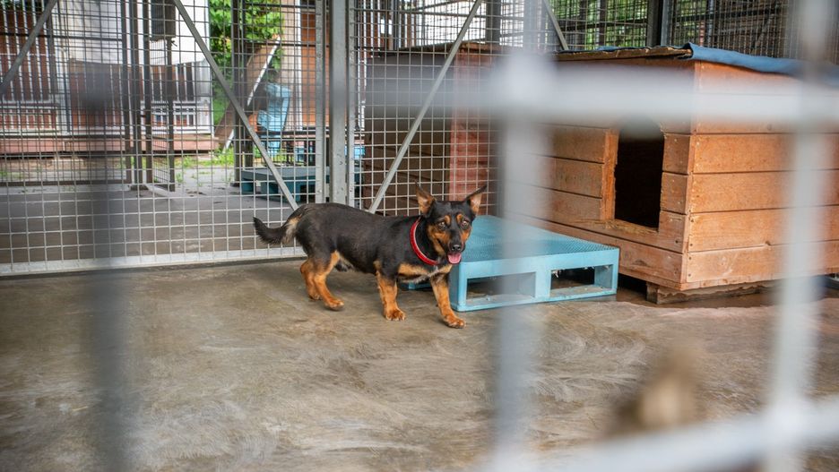 Warszawa. Do schroniska przyjęto więcej psów, niż zakładano