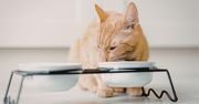 Miska na podwyższeniu, slow feeder i miska ortopedyczna – kiedy kot naprawdę tego potrzebuje