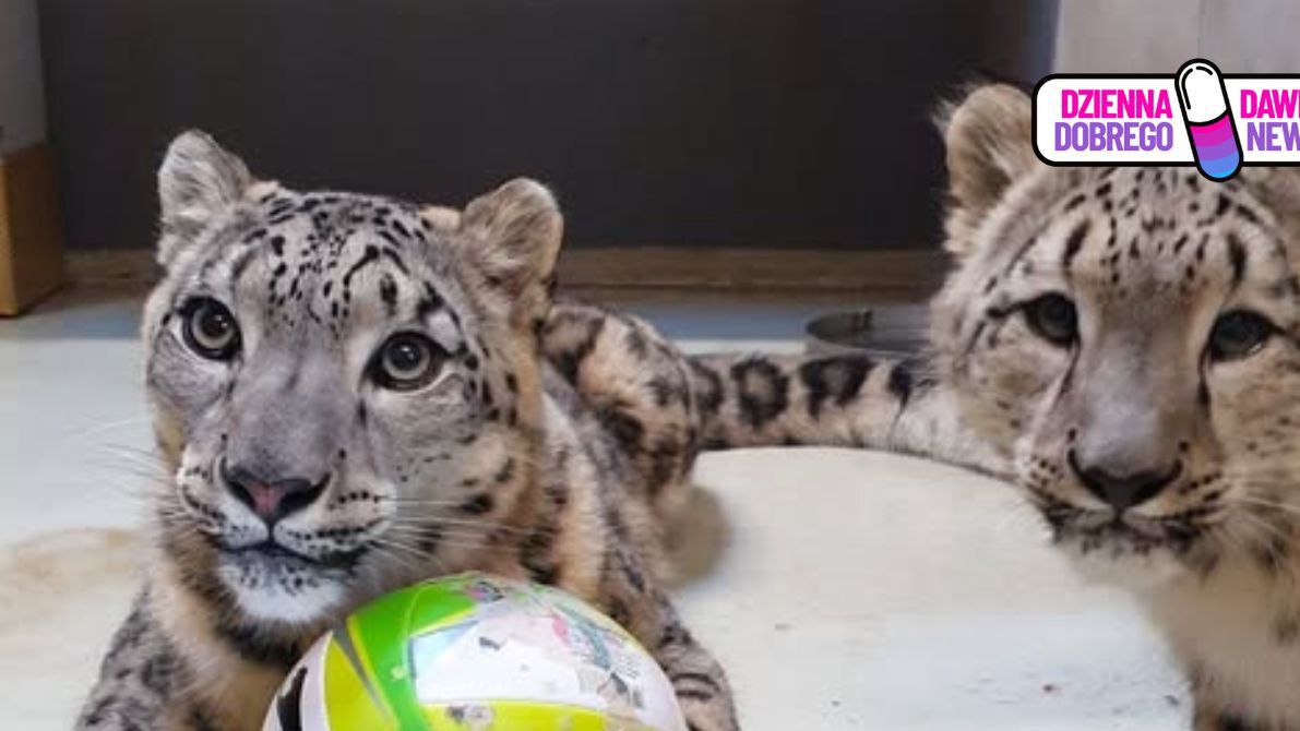 Wyjątkowa akcja zoo. Wszystko dla dzikich kotów