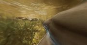 Maneater to pierwszy na świecie przedstawiciel gatunku SharkPG