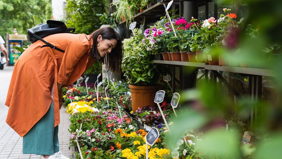 Smiling woman choosing flowers in market
smiling, woman, choosing, flower, market, happiness, sustainability, 1, people, adult, outdoors, day, client, buying, consumerism, farmer, retail, trade, freshness, healthy lifestyle, health, crouching, herb, flowers, plant, germ, bud, garden, center, potted plants, mid blond, shopping, organic product, choice, caucasian, lifestyle, growth, touching, green colours, female, happy, smiling, woman, choosing, flower, market, happiness, sustainability, 1, people, adult, outdoors, day, client, buying, consumerism, farmer, retail, trade, freshness, healthy lifestyle, health, crouching, herb, flowers, plant, germ, bud, garden, center, potted plants, mid blond, shopping, organic product, choice, caucasian, lifestyle, growth, touching, green colours, female, happy