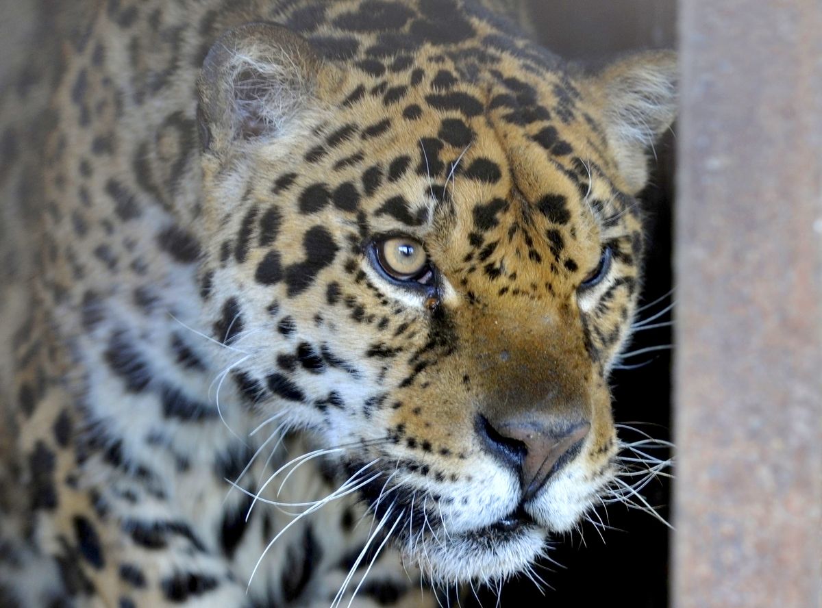 VINNYTSIA, UKRAINE - APRIL 15, 2022 - Three-year-old jaguar Dzheki evacuated from a private zoo in Odesa Region lives in the Podilskyi Zoo, Vinnytsia, central Ukraine. (Photo credit should read Oleksandr Lapin/ Ukrinform/Future Publishing via Getty Images)