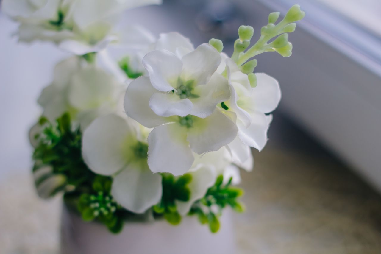 Enhance your sleep with these bedroom-friendly plants