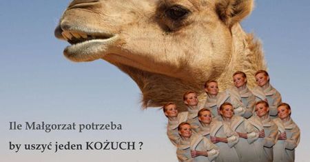 Obrońcy zwierząt atakują Kożuchowską!