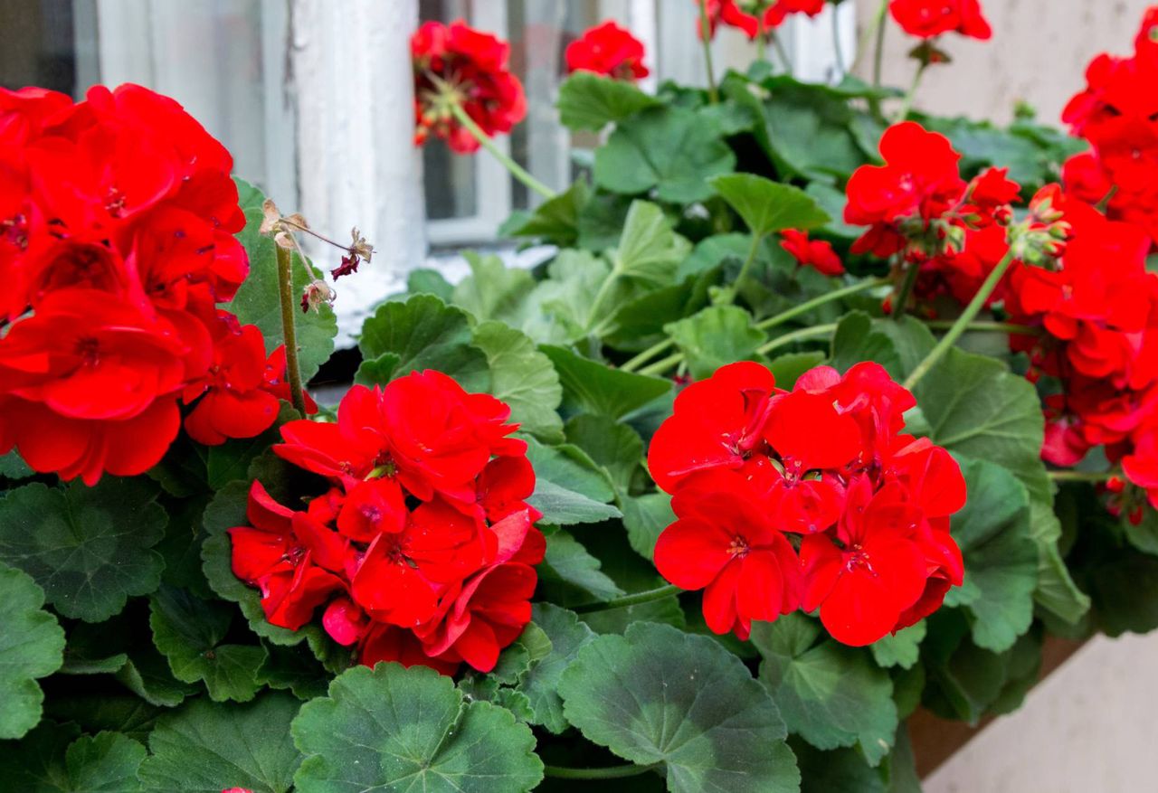 How to make homemade fertilizer for geraniums?