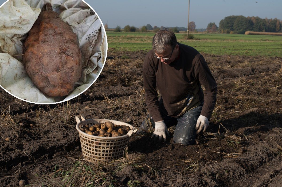 Rolnik myślał, że wykopał dużego ziemniaka. Po chwili zaczął wzywać pomoc