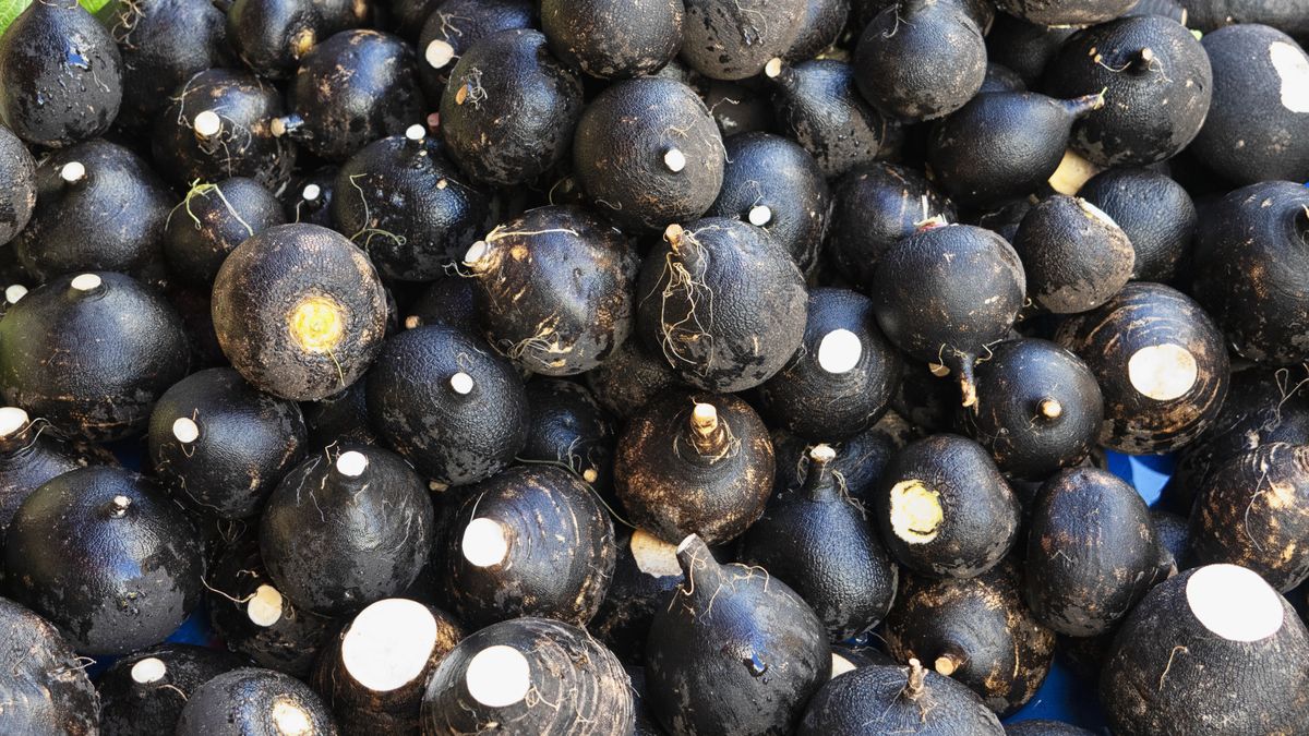 Czarna rzepa zmniejsza stany zapalne