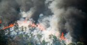 Amazonia płonie. Pożary największe od kilkunastu lat
