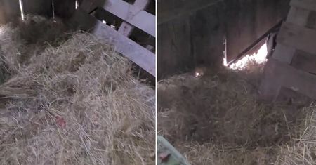 "Wchodzi leśnik spokojnie do stodoły a tam...". Widok mocno go zaskoczył