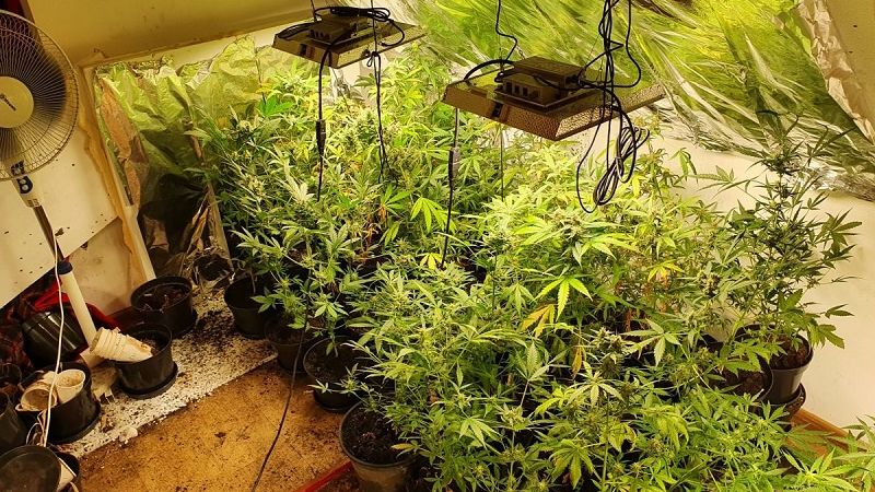 Plantacja konopi indyjskich na poddaszu domu