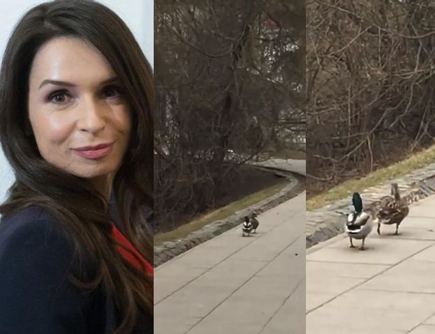 Kaczyńska podziwia spacerujące kaczki. "Jak mąż i żona"