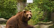 Warszawa: Niespodzianka w plebiscycie zoo. Internauci pokochali seniorkę