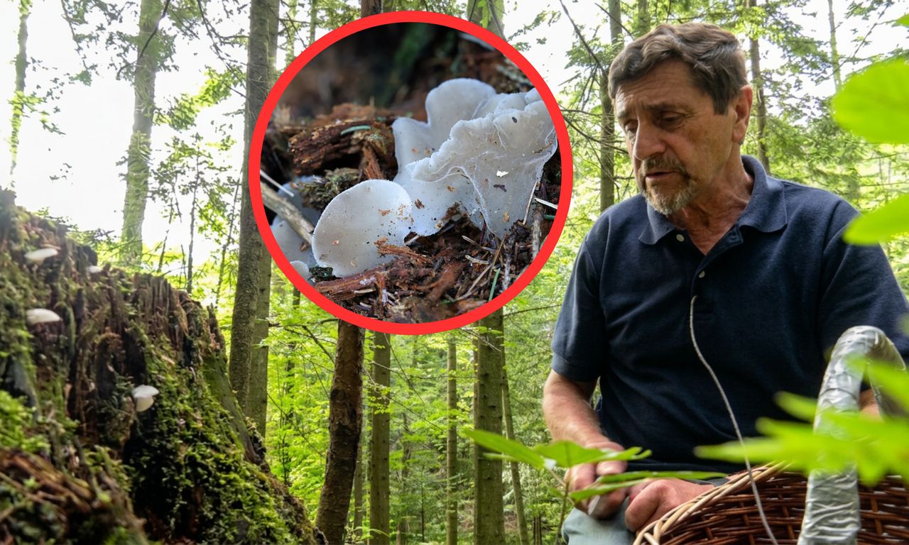 Galaretek kolczasty - grzyb, którego nie trzeba gotować. Znaleźć go to jak wygrać w totka