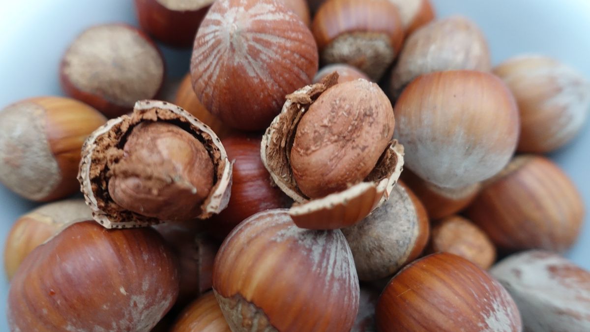 Orzechy laskowe