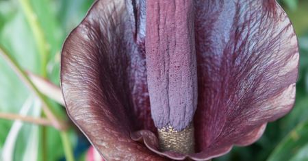 Amorphophallus konjac – właściwości, wygląd i zastosowanie