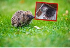 Próbowała karmić pompon od czapki. "Nie mogłam uwierzyć"