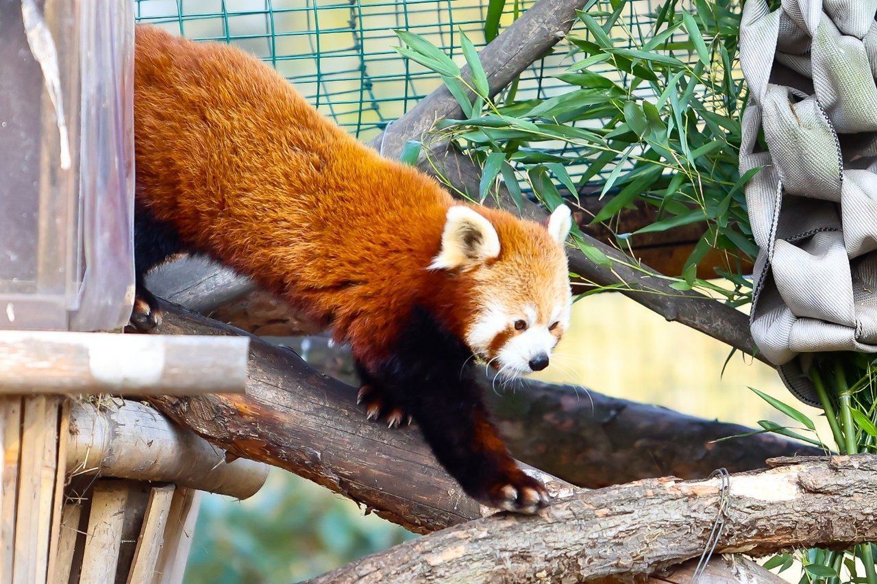 Zoo