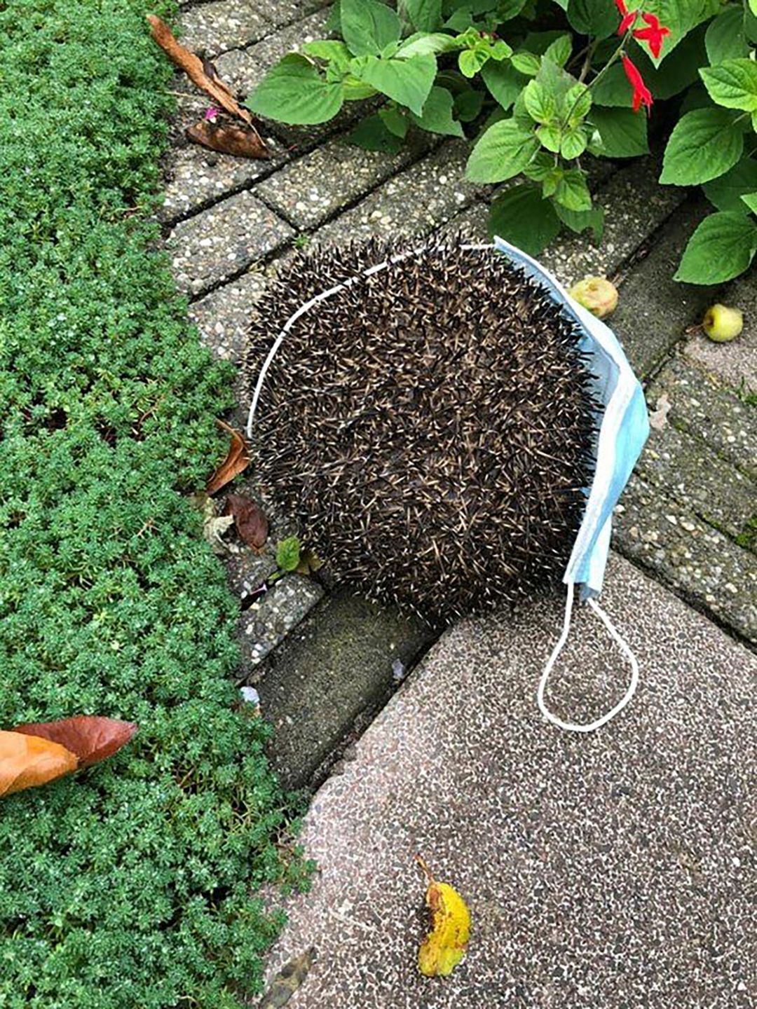 Rękawiczki i maseczki kontra środowisko. Zdjęcia pokazują skutki pandemii 4