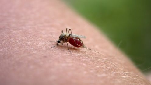 Malaria – jak się chronić w podróży? 1