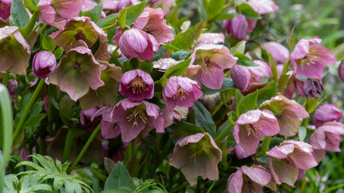 Ciemiernik, roślina, która kwitnie nawet zimą. 