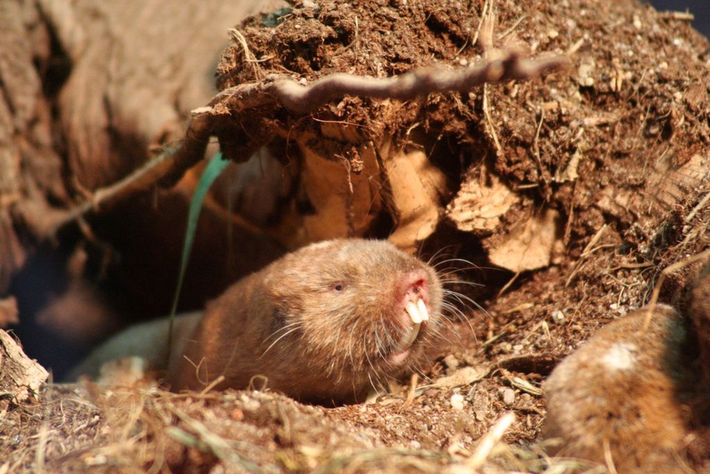 Kretoszczurowaty z gatunku Ansell (Sambischer Kleingraumull (Ansell-Graumull) (Cryptomys anselli) im Zoo Leipzig)