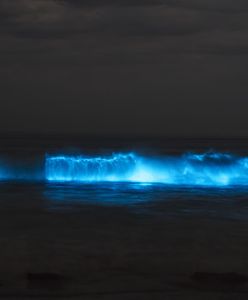 Ocean świecił na niebiesko. Zjawisko nazywane jest "zorzą morską"