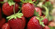 Nie wyrzucaj liści i szypułek truskawek. Zjedz na zdrowie!