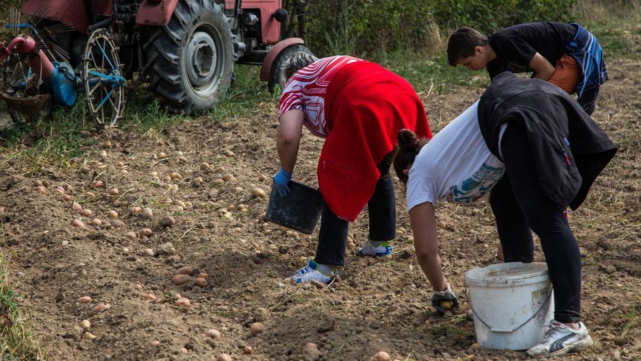 ludzie zbierający ziemniaki z pola, ciągnik, w oddali stary ciągnik ursus